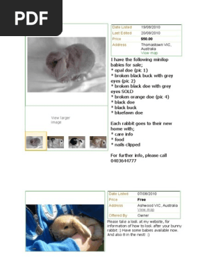 Rabbit Buy