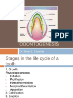 Odontogenesis: Dr. Brian E. Esporlas