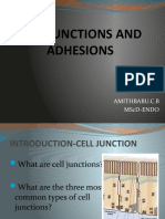 Cell Junctions and Adhesions