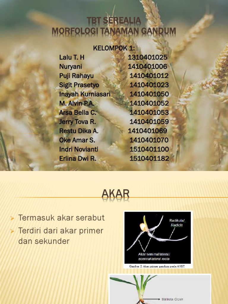 Morfologi Tanaman Gandum dan Akar | PDF