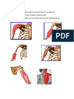 Anatomia II