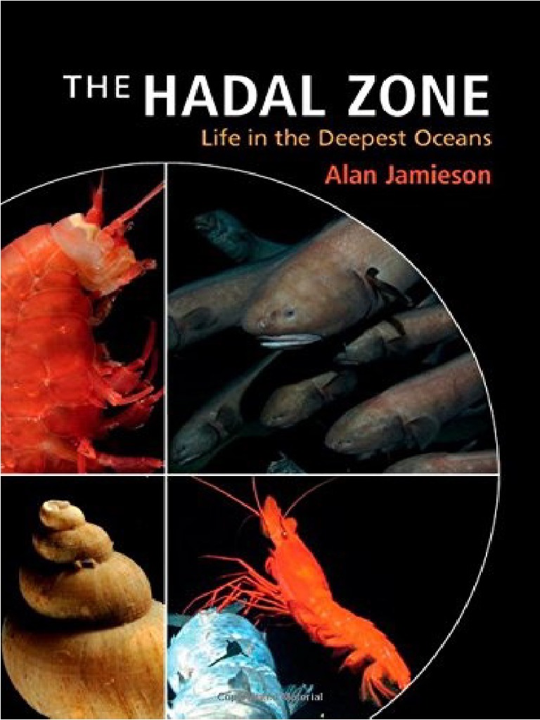 Abyssal zone food web