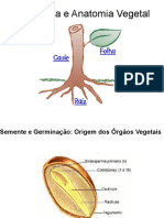 morfologiavegetalsementeraizcauleefolha-111107045826-phpapp02