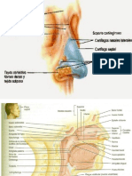 Aparato Respiratorio m1f