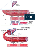 Presentation1 biomol