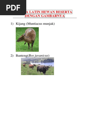 88 Gambar Hewan Beserta Nama Latinnya Terbaru
