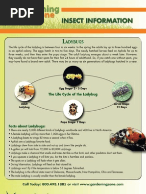 Ladybug Info Sheet Web Pdf Coccinellidae Beetle