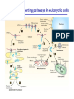 Major Protein Sorting Pathways in Eukaryotic Cells