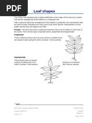 Leaf & Flower Shapes