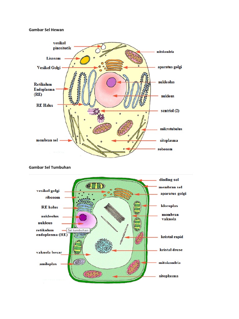 Gambar Sel  Hewan  Hd Rahman Gambar