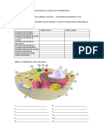 Guia Apoyo La Celula y Sus Organelos 8º