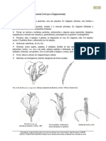 1 Brassicaceae PDF