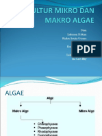 Kultur Mikro Dan Makro Algae