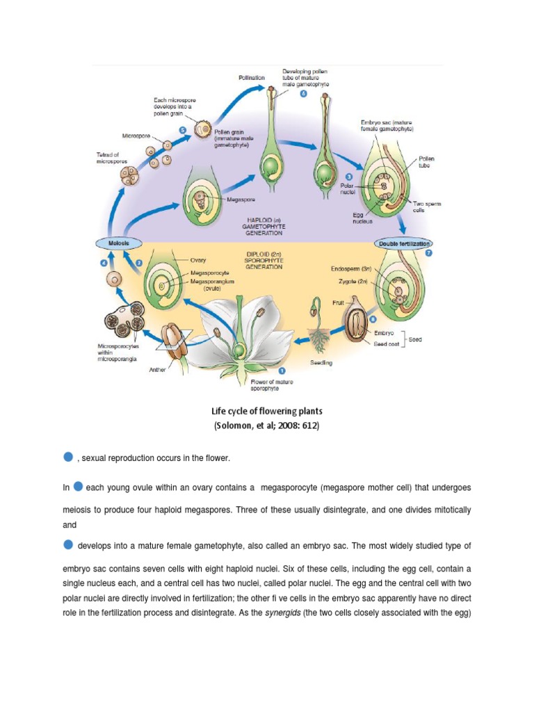 The Process of Sexual Reproduction and Double Fertilization in Flowering Plants PDF