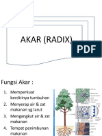 Akar (Radix)