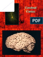 Cerebral Cortex Areas and Their Functions
