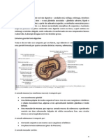 Histologia Do Trato Gastrointestinal