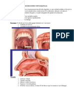 68021781-Cavidad-Bucal-y-Regiones-Topograficas.pdf