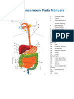 Sistem Pencernaan Pada Manusia