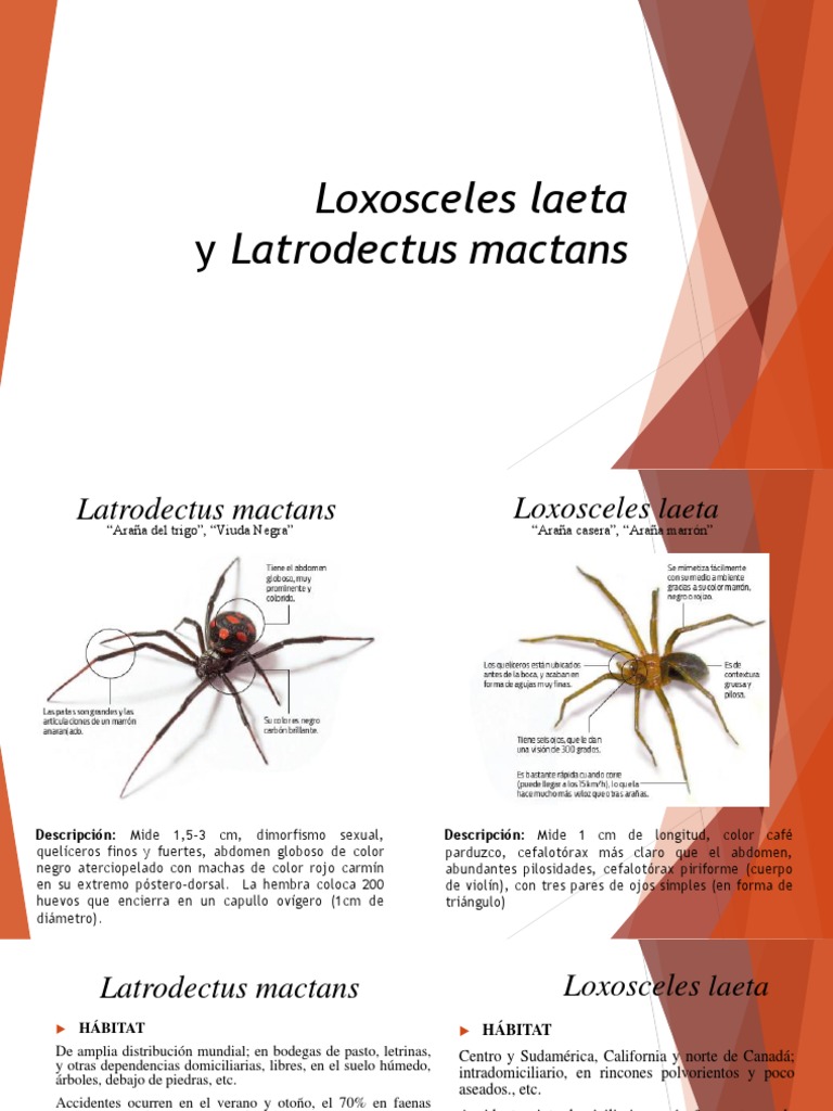 Loxosceles Laeta y Latrodectus Mactans Araña Naturaleza
