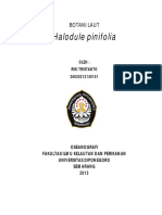 Lamun Halodule Pinifolia PDF