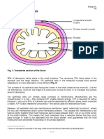 H3 Absorption of Digested Foods PDF