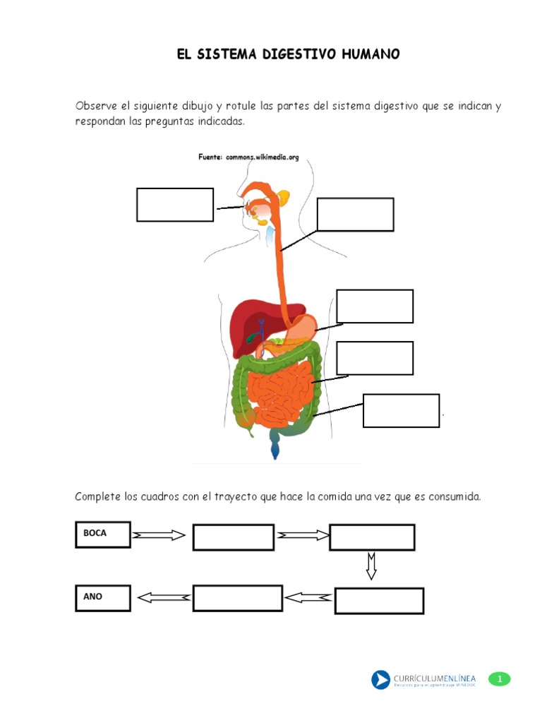 Sistema Digestivo Imagen para Prueba | PDF | Relaciones personales, crianza  y desarrollo personal | Salud y bienestar, image size:768x1024