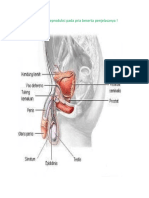Gambarkanlah Alat Reproduksi Pada Pria Beserta Penjelasanya