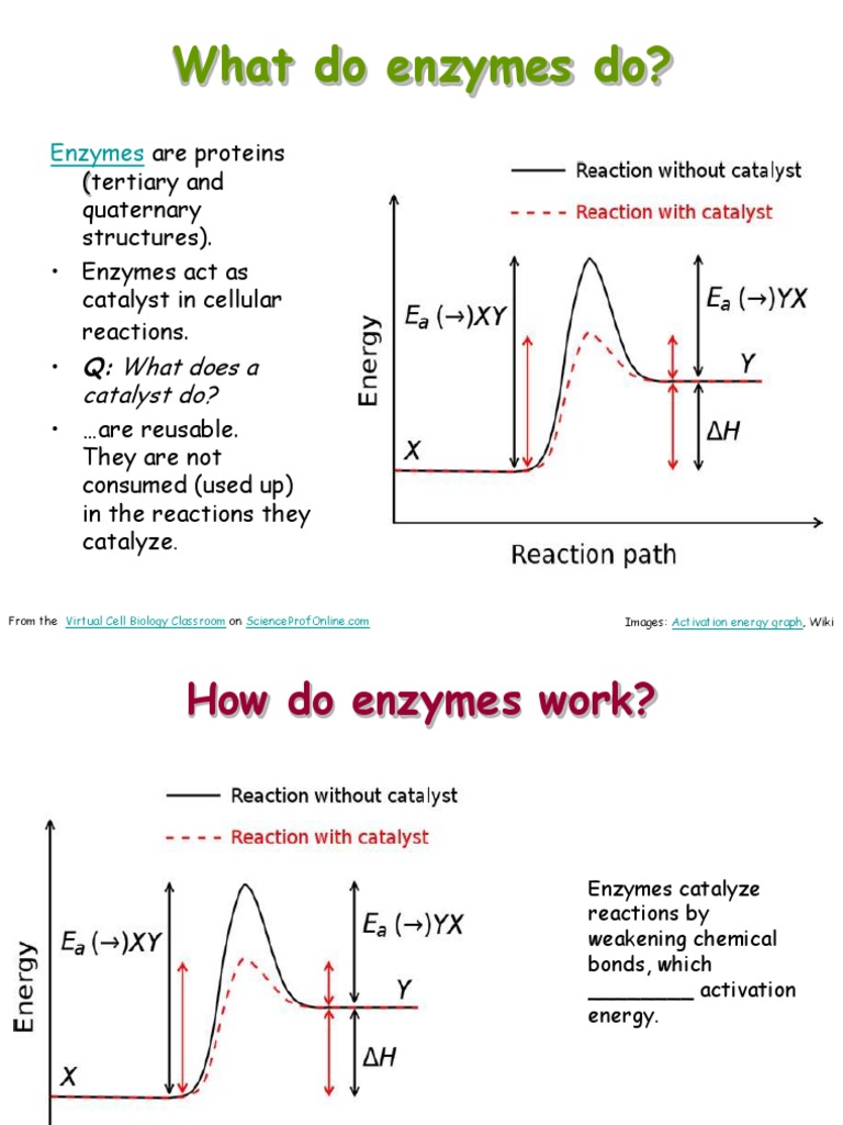 Enzymes Course Bioprocess PDF Cofactor (Biochemistry) Enzyme