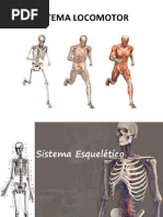 Sistema Esqueletico (1)