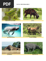 600+ Gambar Hewan Tipe Peralihan HD