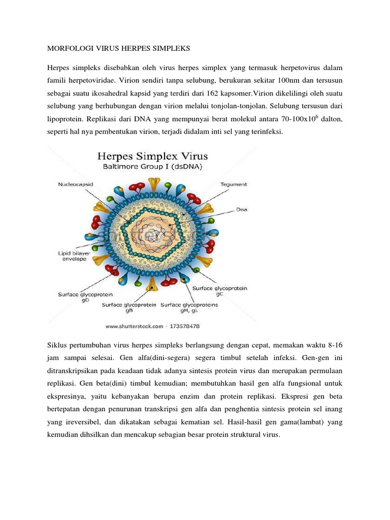 Morfologi Virus Herpes Simpleks PDF