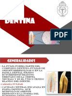 Expo Dentinogenesis (Autoguardado)