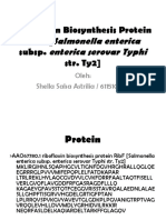 Riboflavin Biosynthesis Protein RibF (Salmonella Enterica Subsp. Enterica Serovar Thypi Str. Typ 3)