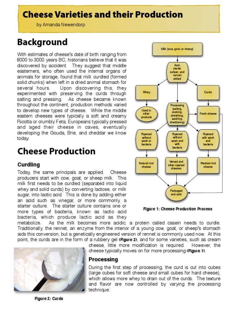 All About Cheese Pdf Cheese Parmigiano Reggiano
