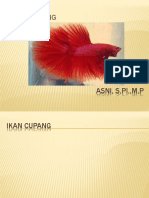 Ikan Cupang