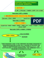 Catena Respiratoria e Fosforilazione Ossidativa