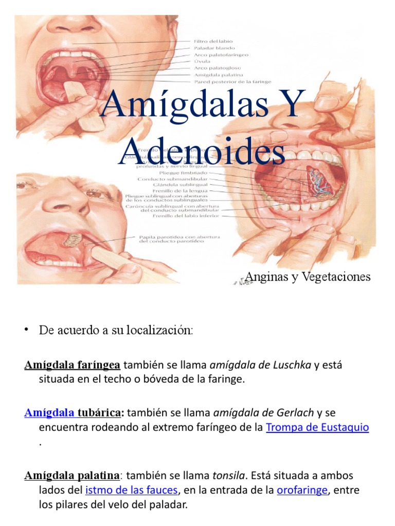 Amigdalas y Adenoides | Anatomía | Especialidades médicas