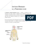 Sistema Nervioso Humano