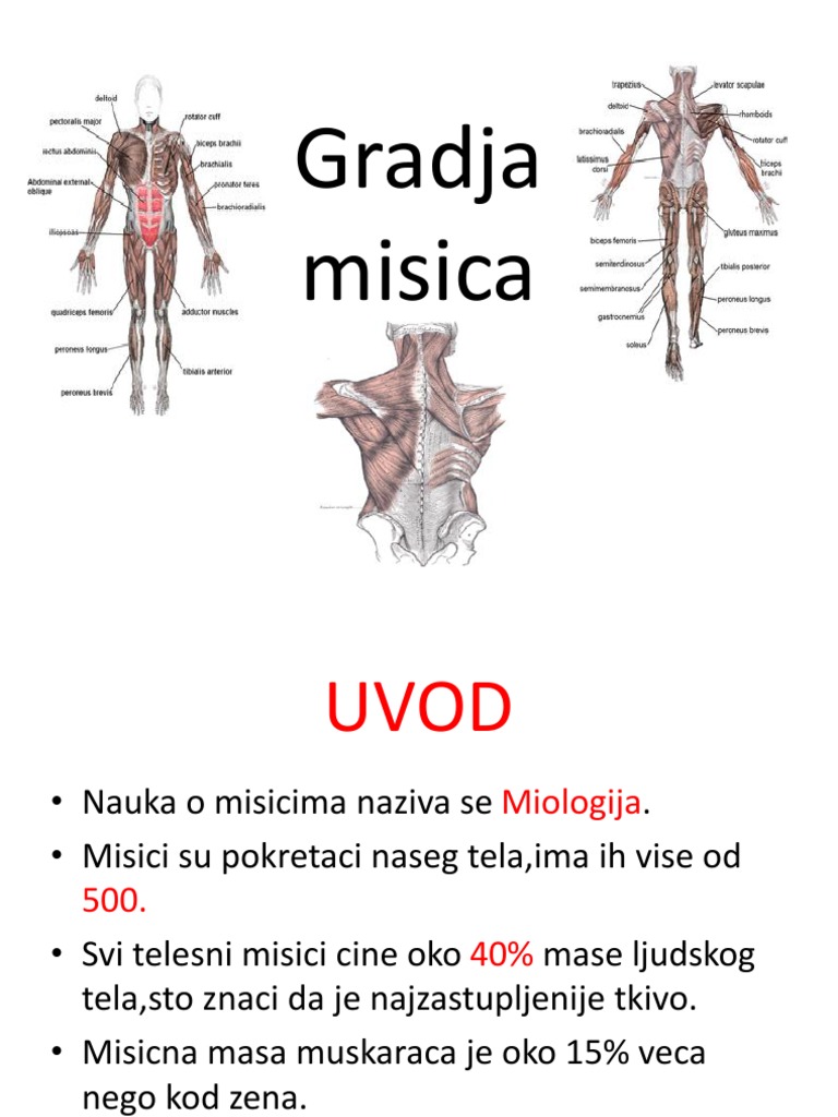 Gradja Misica | PDF