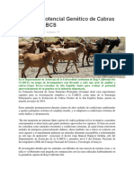 Estudian Potencial Genético de Cabras Ferales en BCS