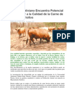 Estudio Boliviano Encuentra Potencial Exportador a La Calidad de La Carne de Bovinos Criollos