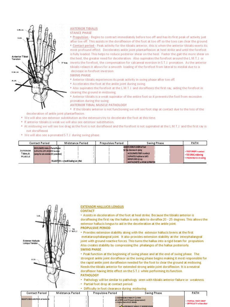 Muscles of Gait (Biomechanics) | PDF | Foot | Ankle