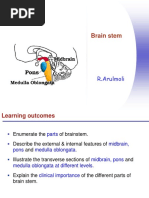 Anatomy and Function of the Pons | PDF | Brainstem | Human Anatomy