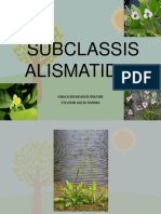 Subclassis Alismatidae