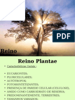 REINO PLANTAE Características Dos Grupos