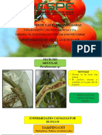 Exposicion de Enfermedades Del Tomate