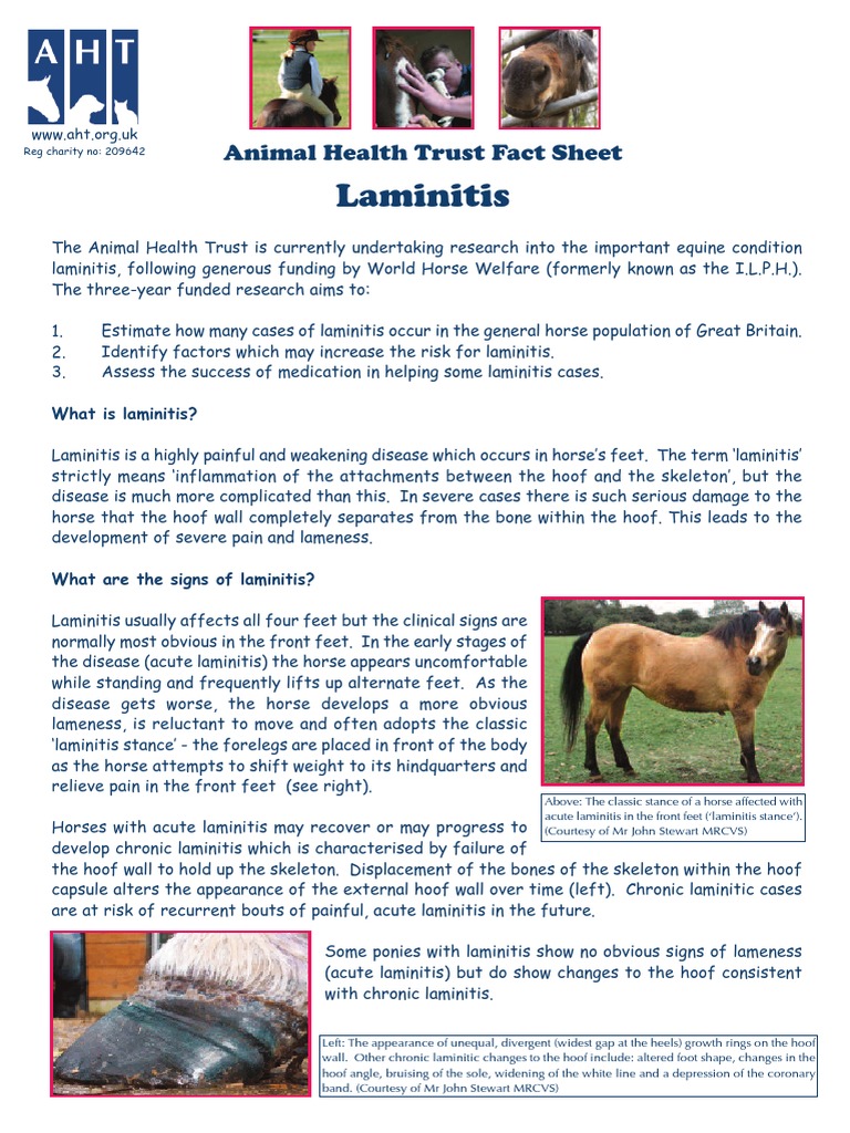 Laminitis Sheet PDF Clinical Medicine Medicine