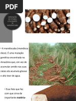 Slides Etanol Mandiocaba