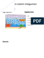 Anatomi-sistem-integumen.pptx